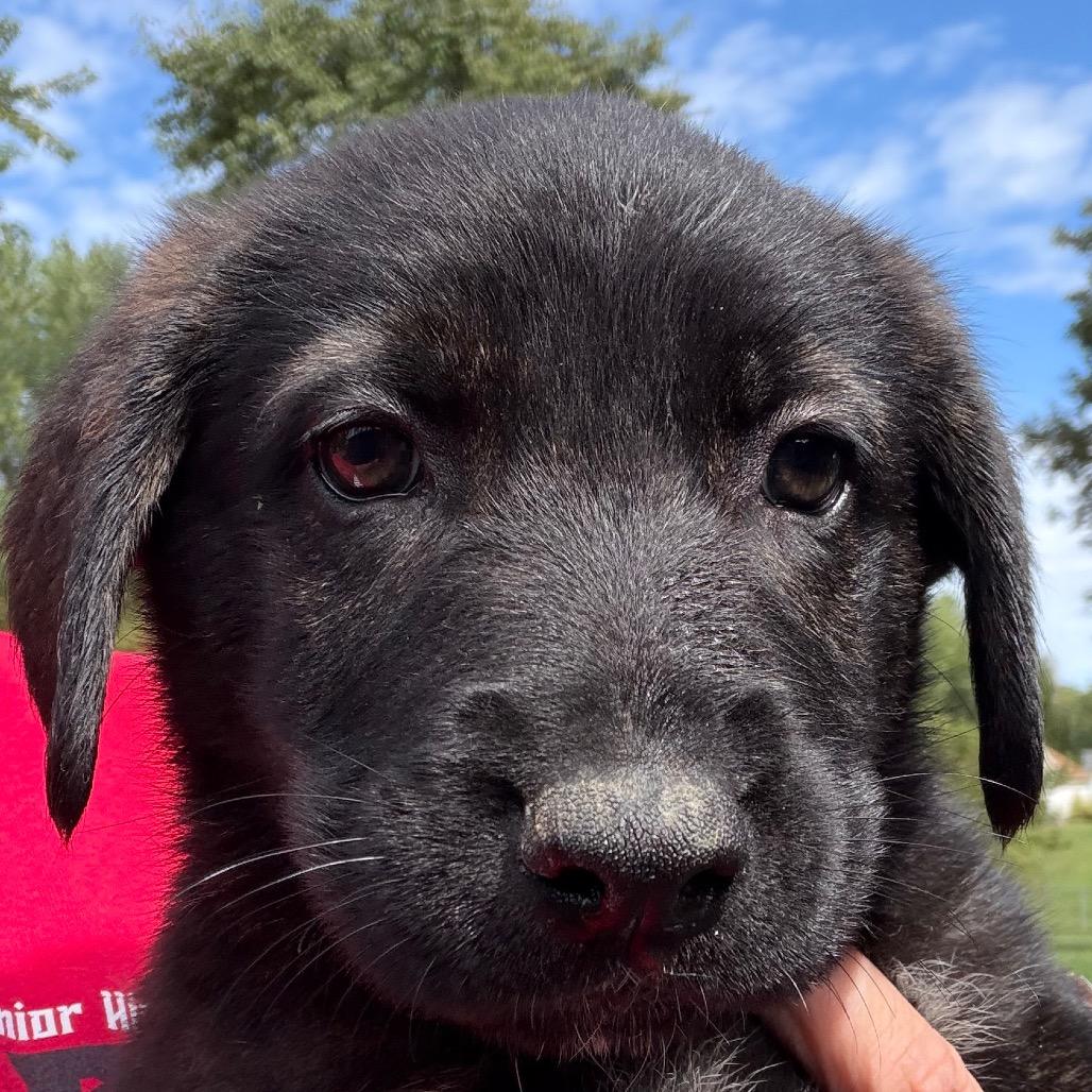 Andy - pink, Adoptable, Puppy Female Husky & Shepherd.