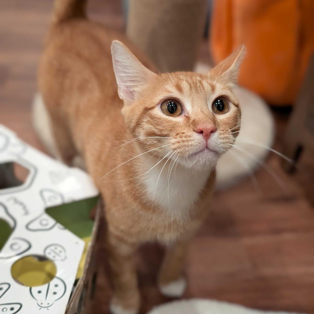 Enlarge Rojo, a Adoptable Domestic Short Hair in Alexandria, VA image 1/1