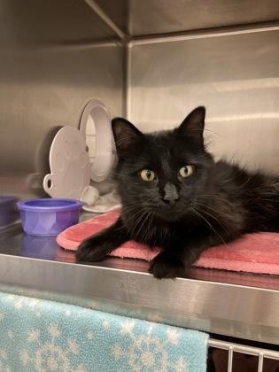 Uno, Adoptable, Adult Male Domestic Medium Hair & Domestic Short Hair.
