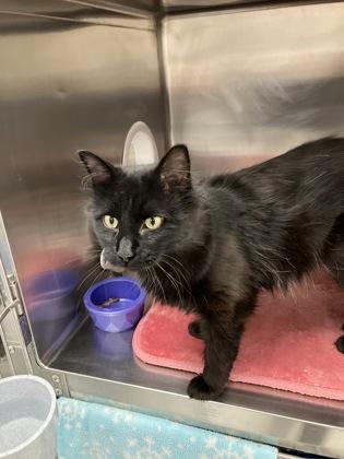 Enlarge Uno, a Adoptable mixed breed in Fergus Falls, MN image 2/3