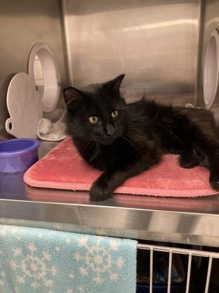 Enlarge Uno, a Adoptable mixed breed in Fergus Falls, MN image 3/3