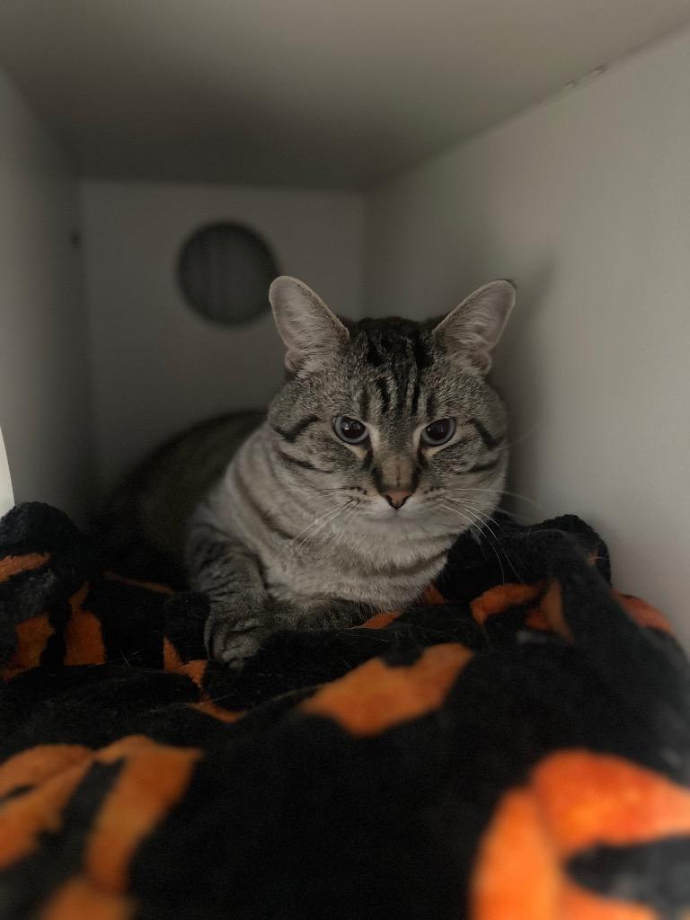 Enlarge Henry, a ADOPTABLE Domestic Short Hair in Clinton, IL image 2/2