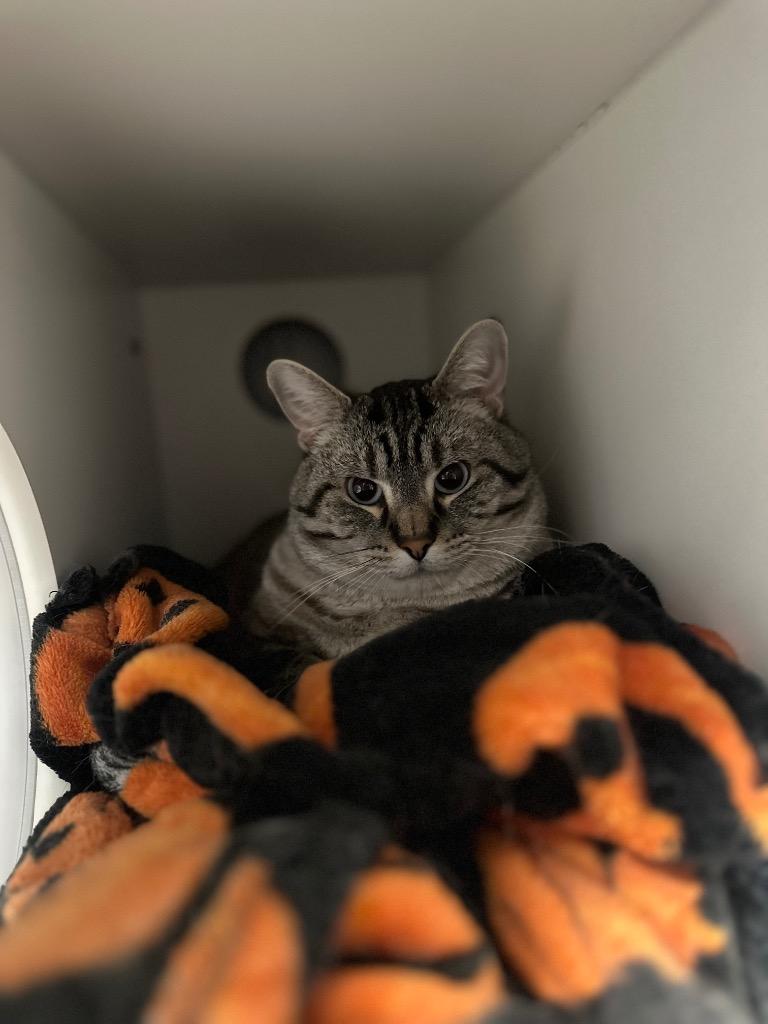 Enlarge Henry, a ADOPTABLE Domestic Short Hair in Clinton, IL image 1/2