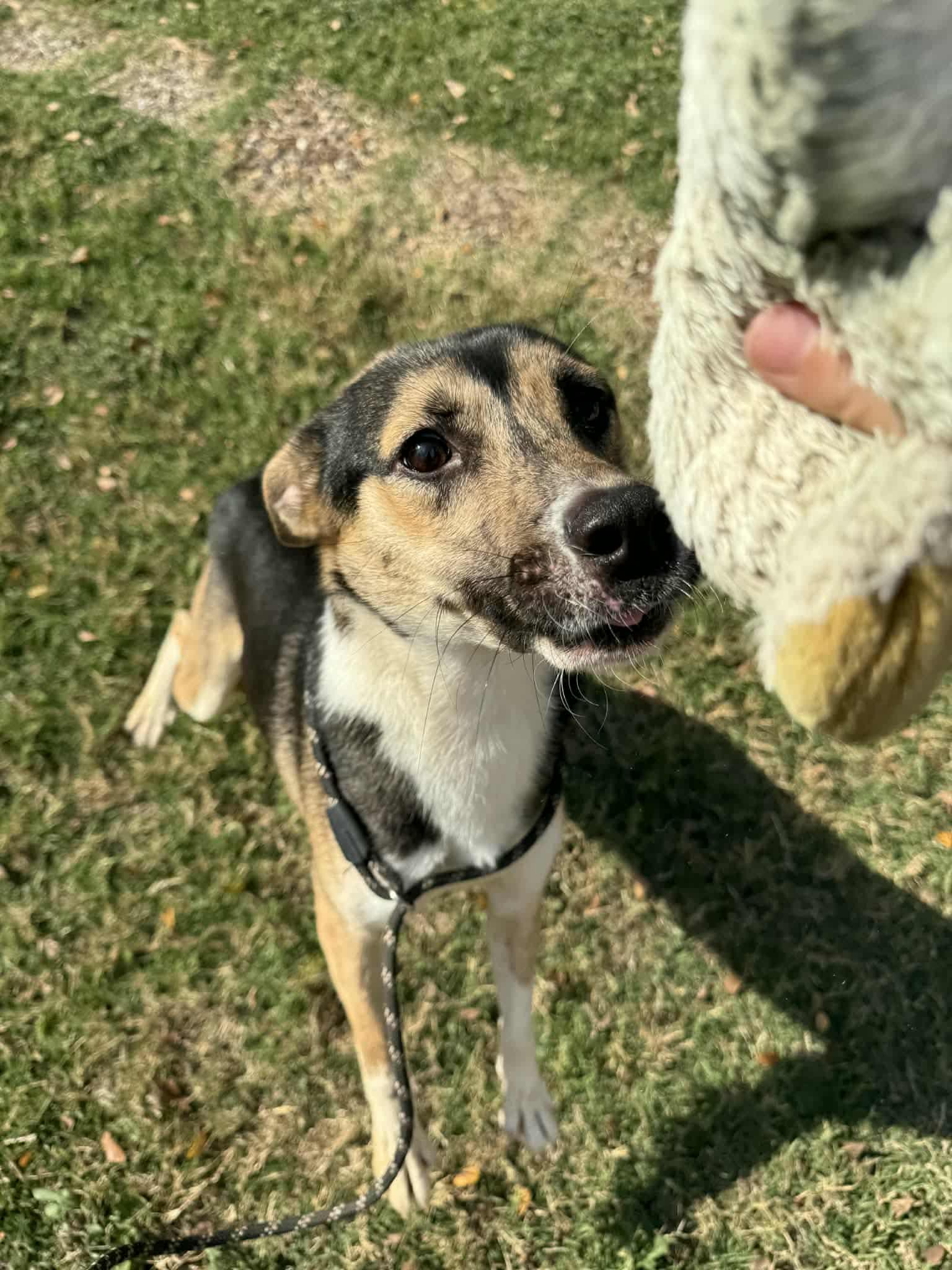 Cruella J, a Adoptable mixed breed in Dallas, TX image 1/2