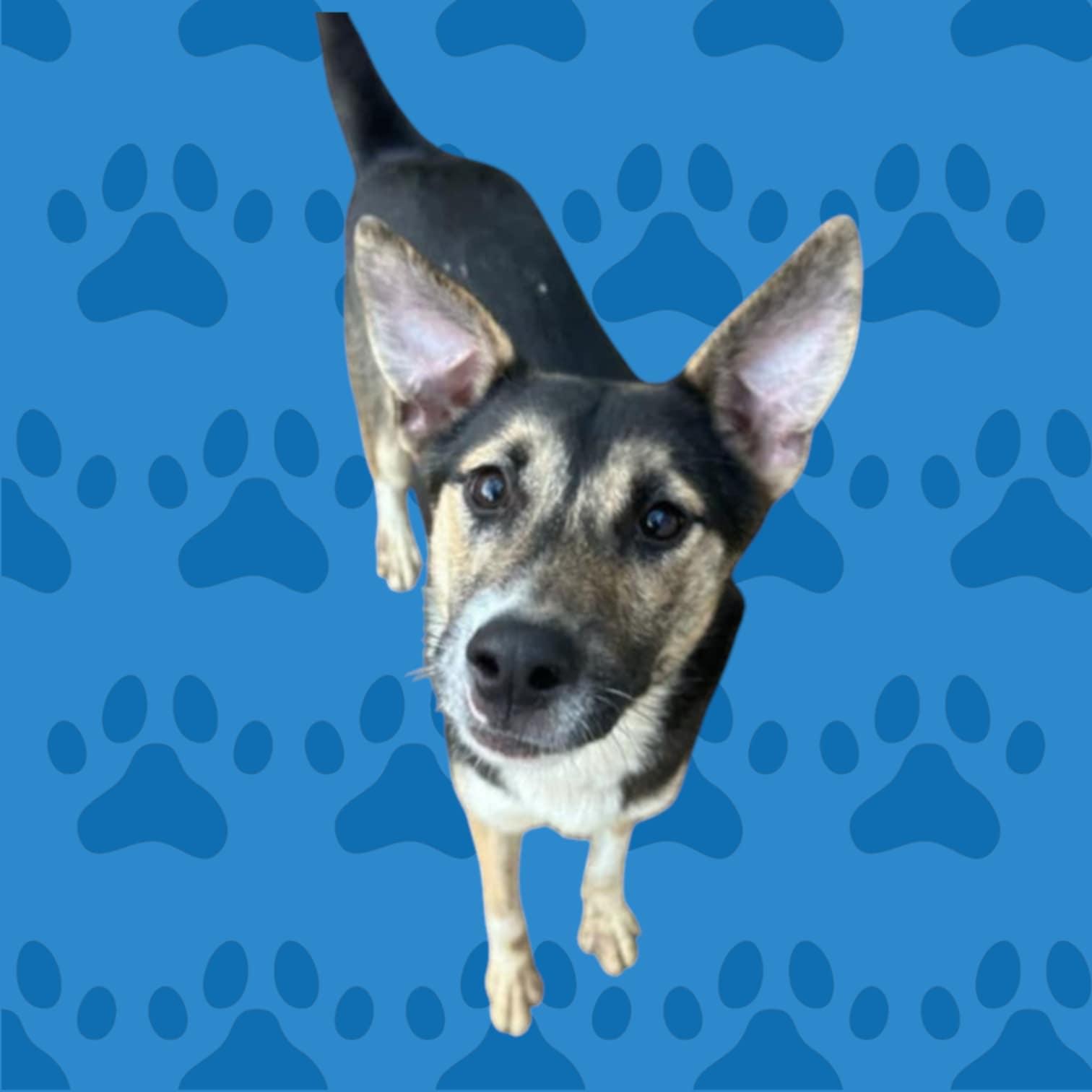 Cruella J, a Adoptable mixed breed in Dallas, TX image 2/2