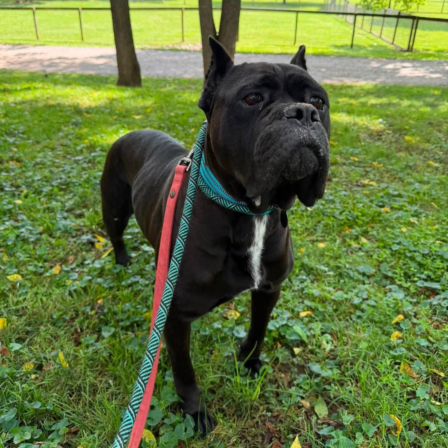 Julia, a ADOPTABLE Cane Corso in Phoenixville, PA image 3/6