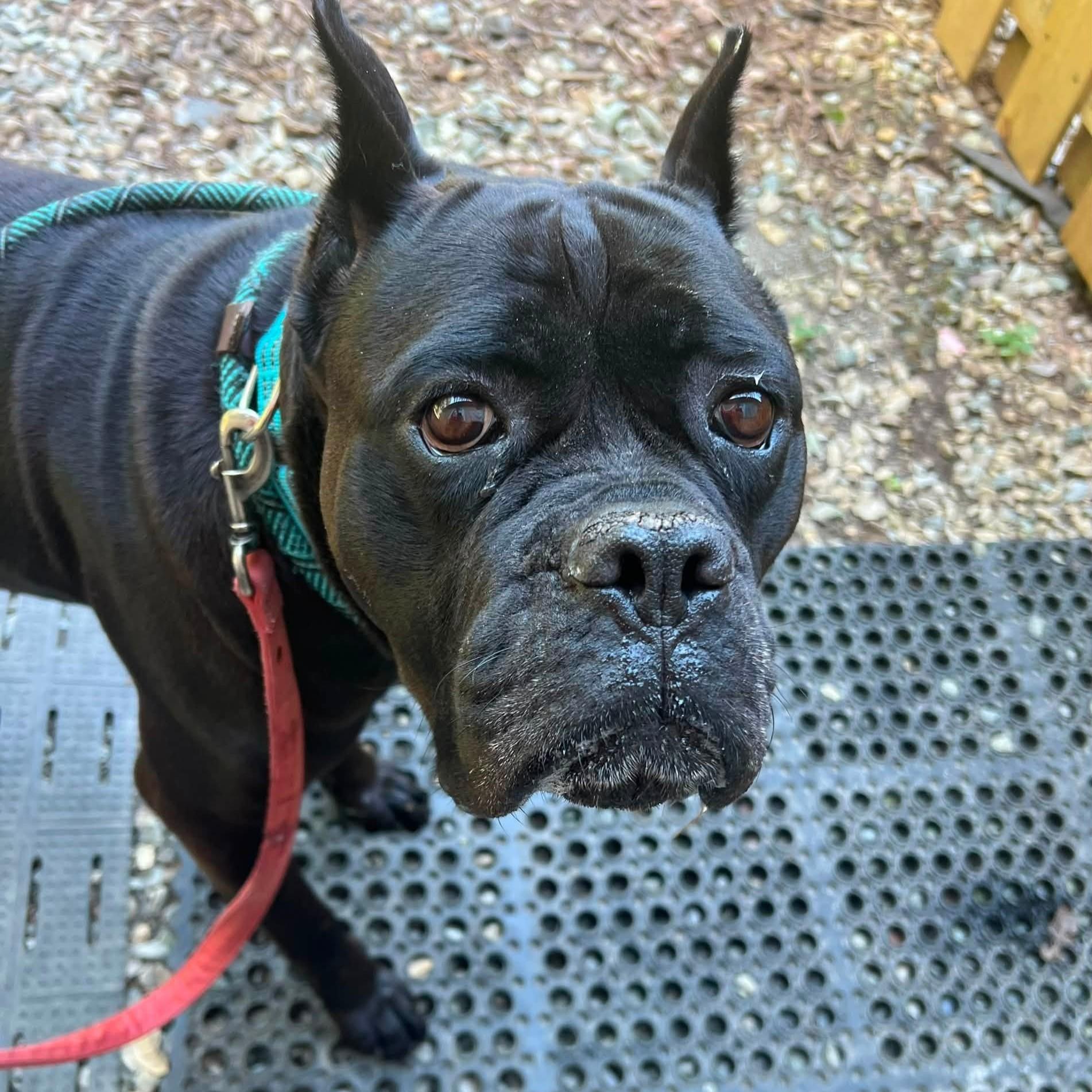 Julia, ADOPTABLE, Adult Female Cane Corso.