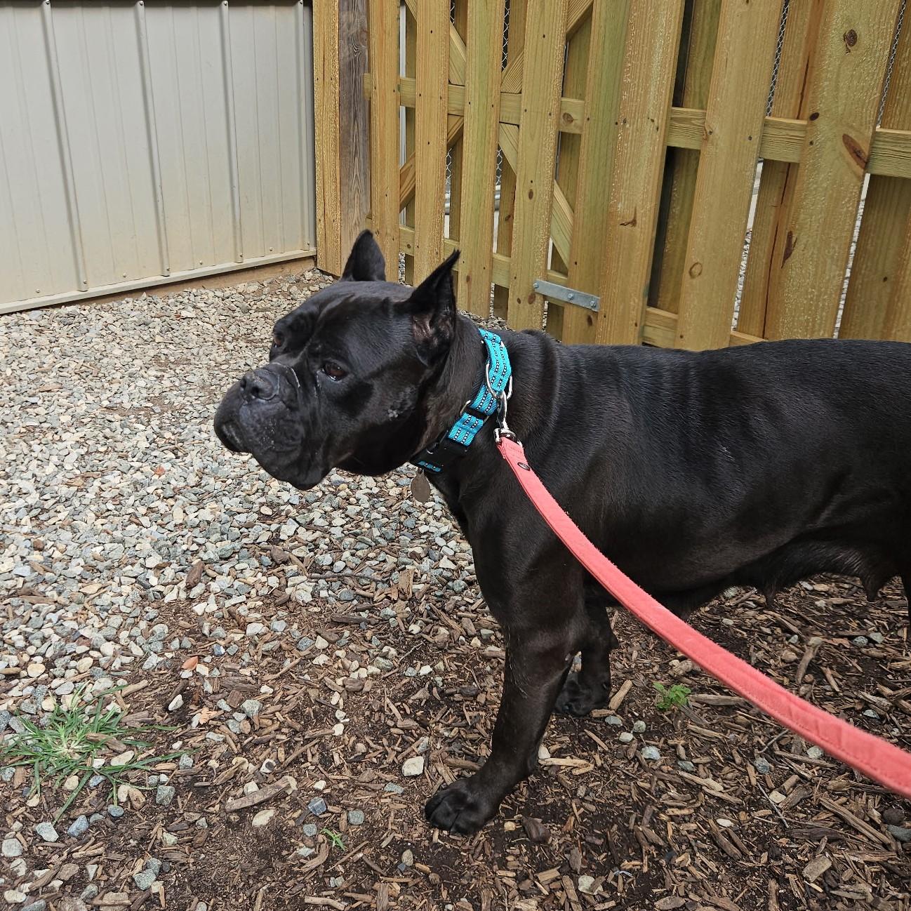 Julia, a ADOPTABLE Cane Corso in Phoenixville, PA image 6/6