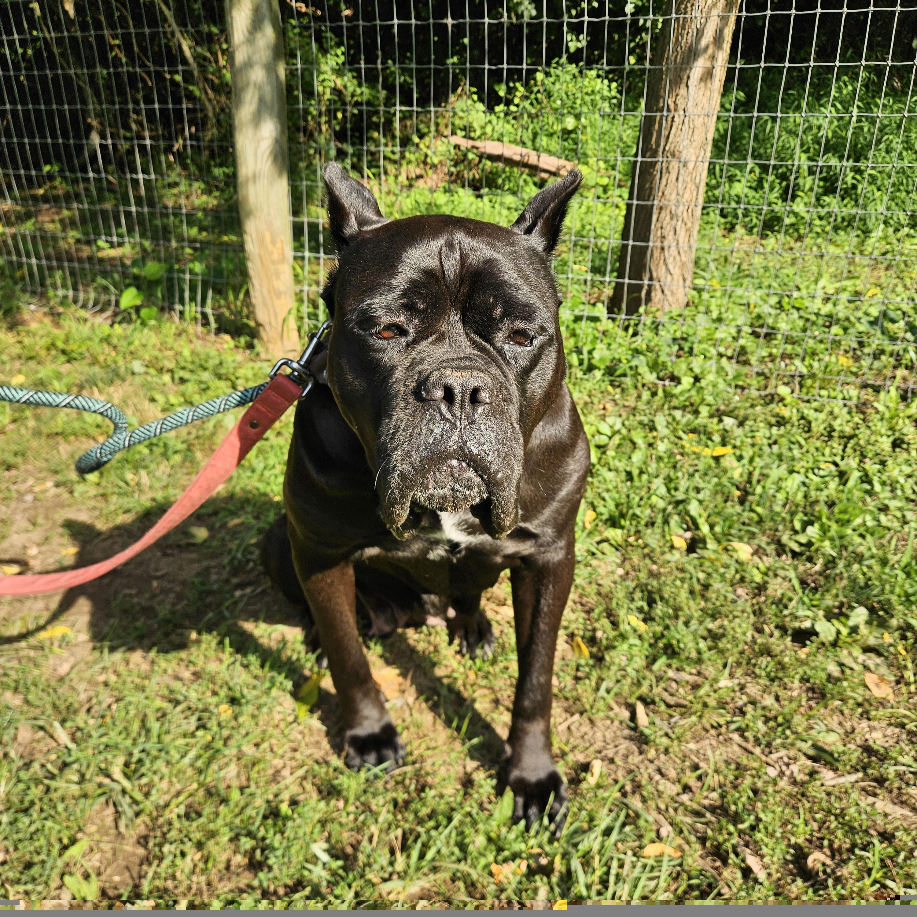 Julia, a ADOPTABLE Cane Corso in Phoenixville, PA image 2/6
