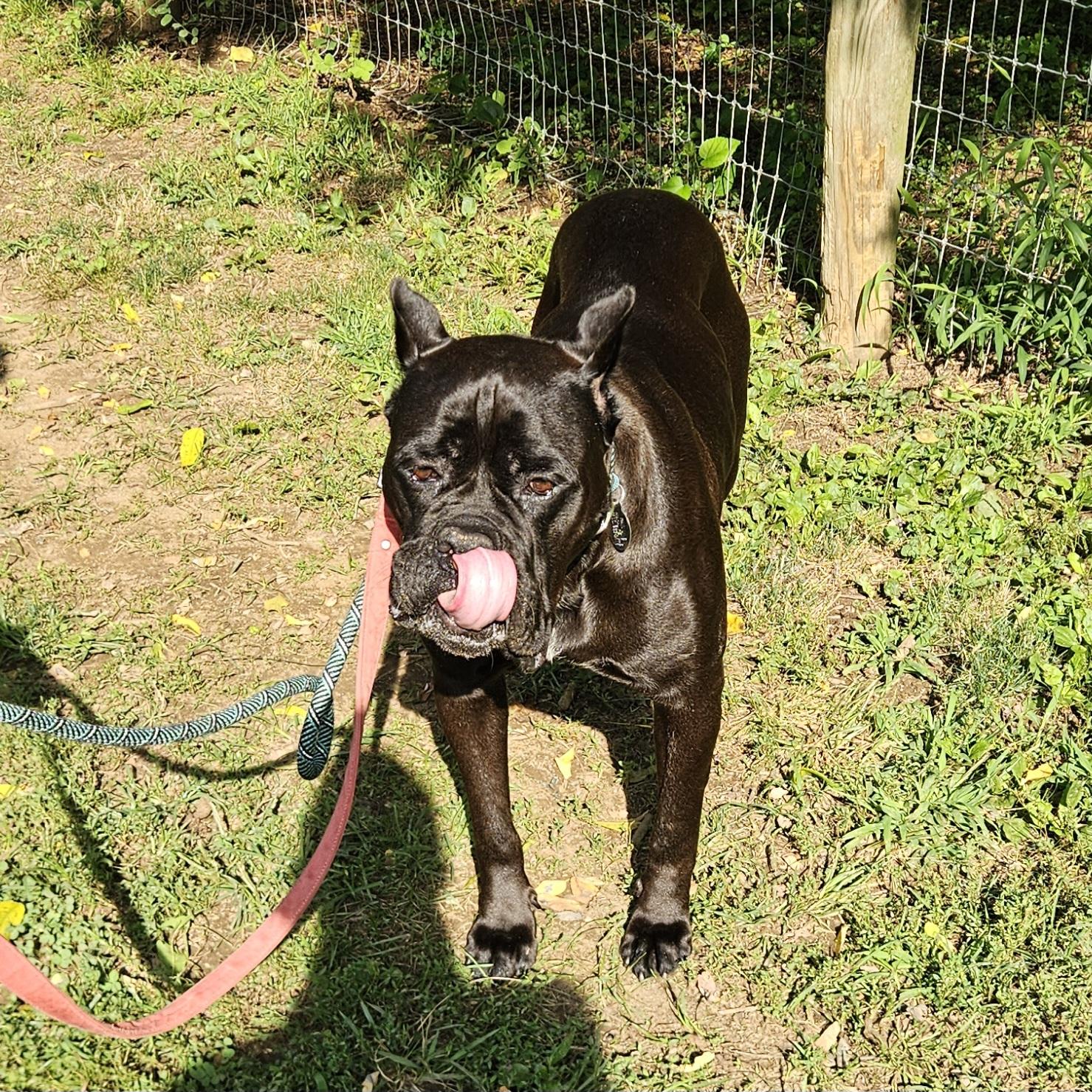 Julia, a ADOPTABLE Cane Corso in Phoenixville, PA image 5/6