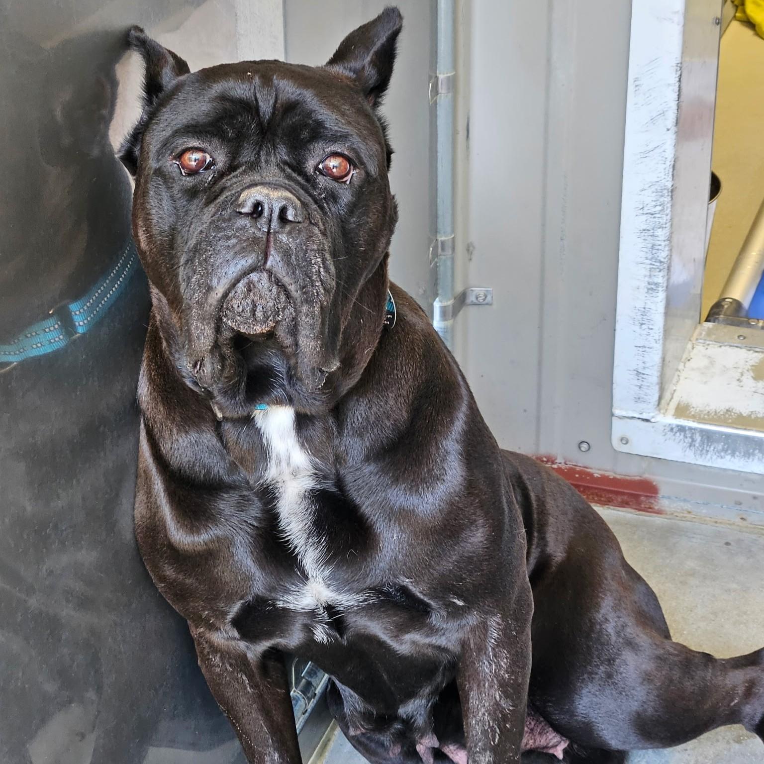 Julia, a ADOPTABLE Cane Corso in Phoenixville, PA image 4/6