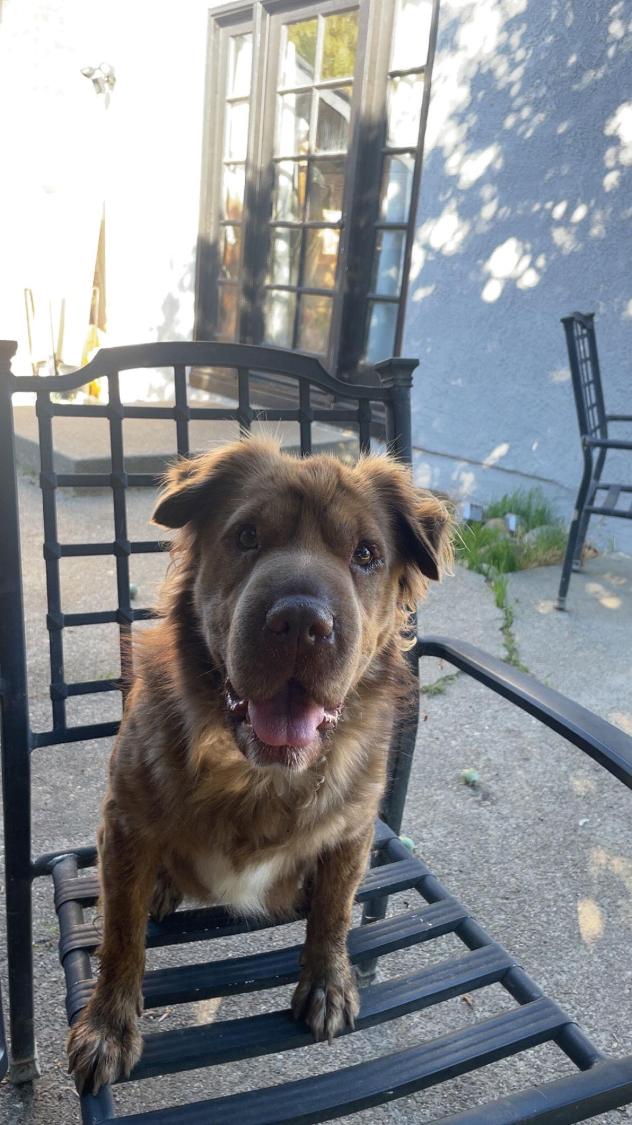 Enlarge Lily, a Adoptable mixed breed in Woodland, CA image 1/3