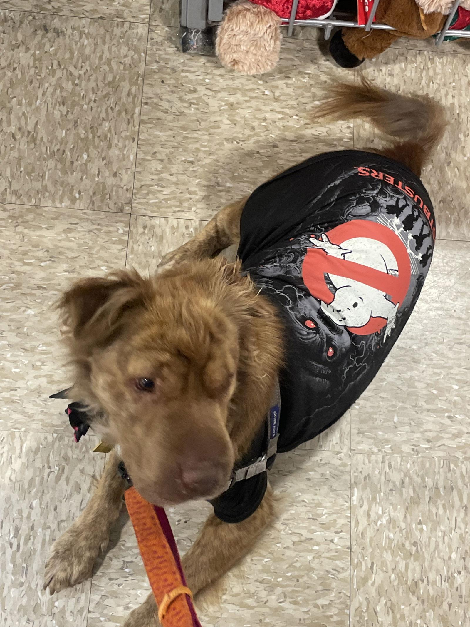 Enlarge Lily, a Adoptable mixed breed in Woodland, CA image 2/3