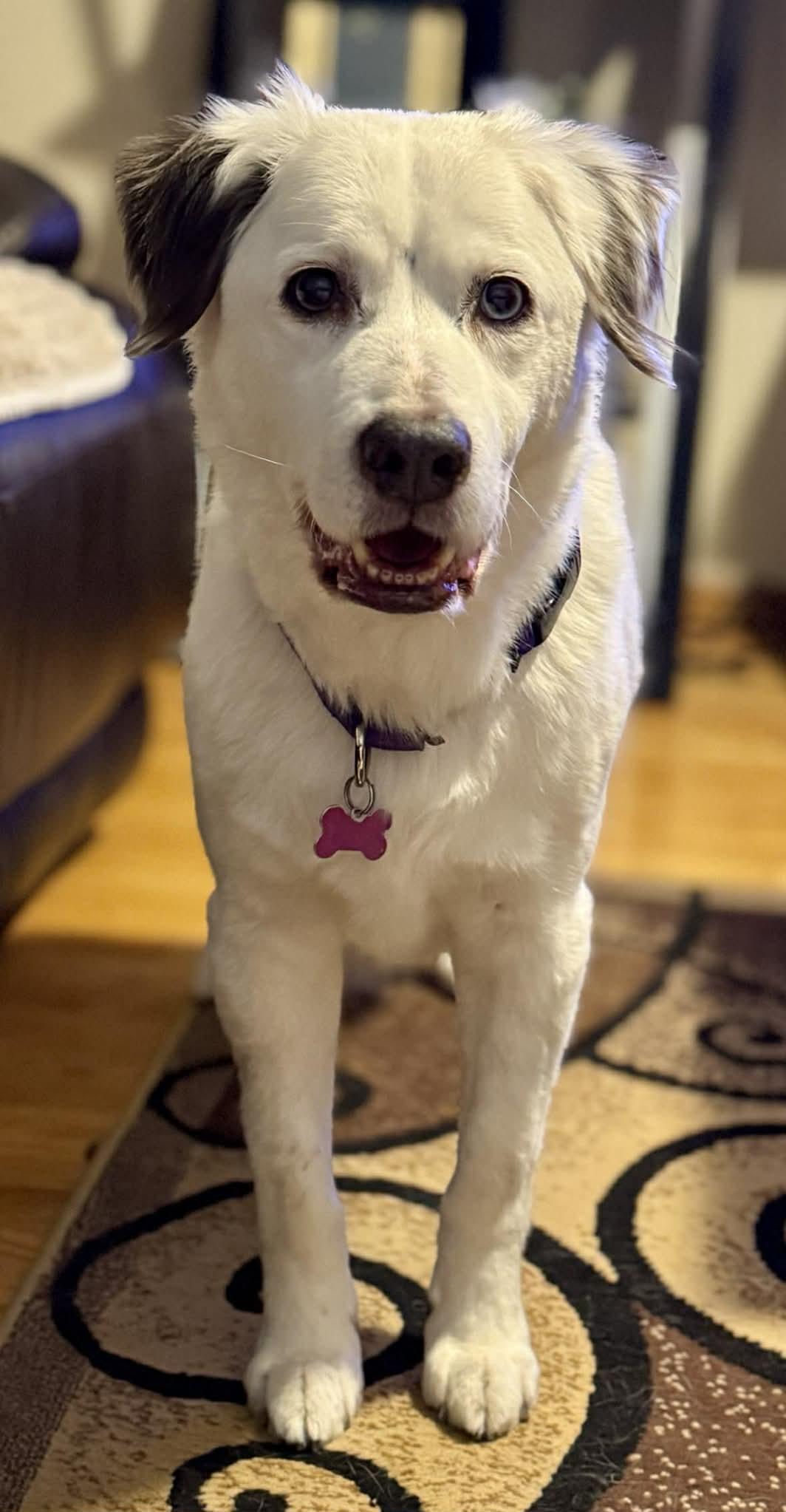 Enlarge Zora, an adopted mixed breed in Whitewater, WI image 4/6