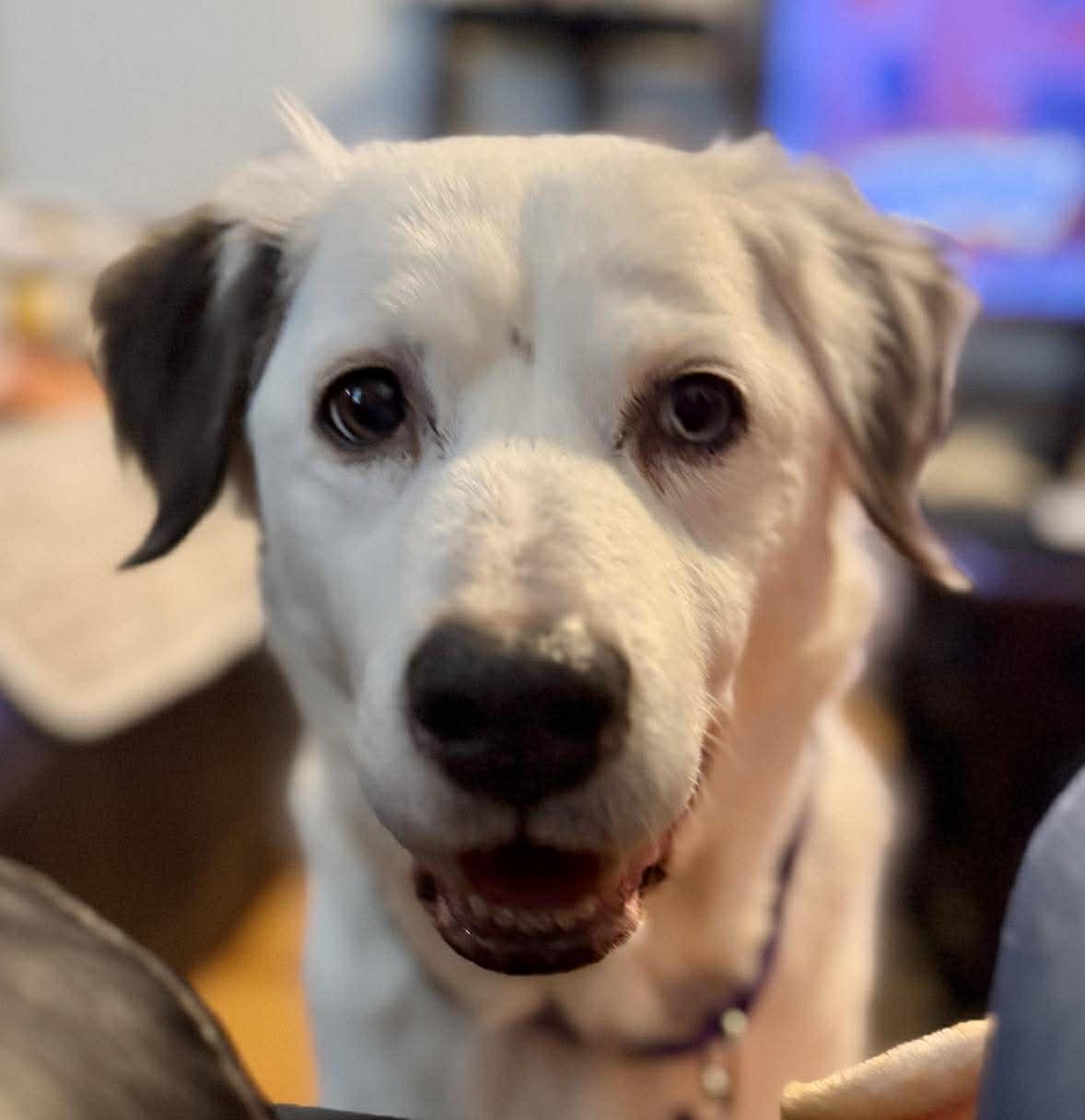 Enlarge Zora, an adopted mixed breed in Whitewater, WI image 1/6