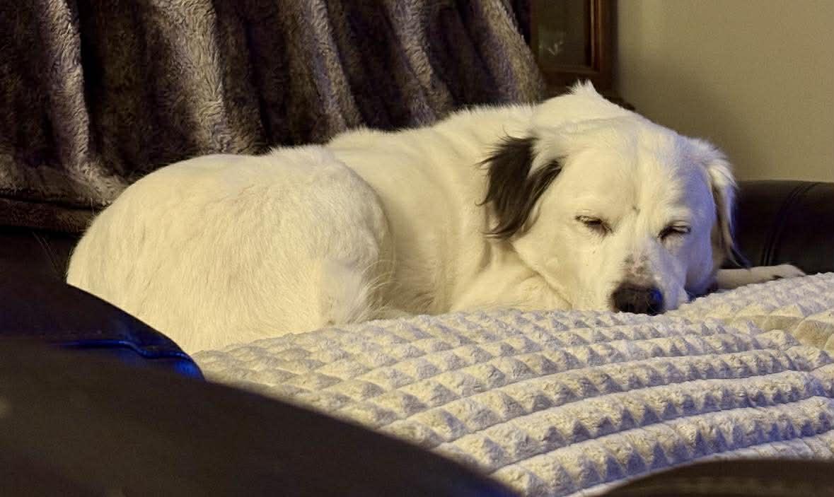 Enlarge Zora, an adopted mixed breed in Whitewater, WI image 6/6