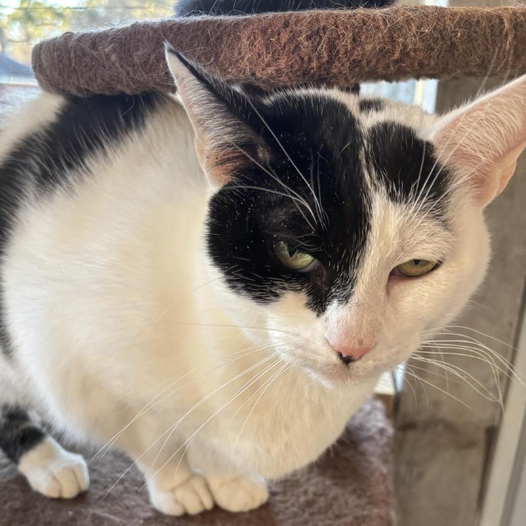 Enlarge Minnie, a Adoptable American Shorthair in mount vernon, AR image 1/1