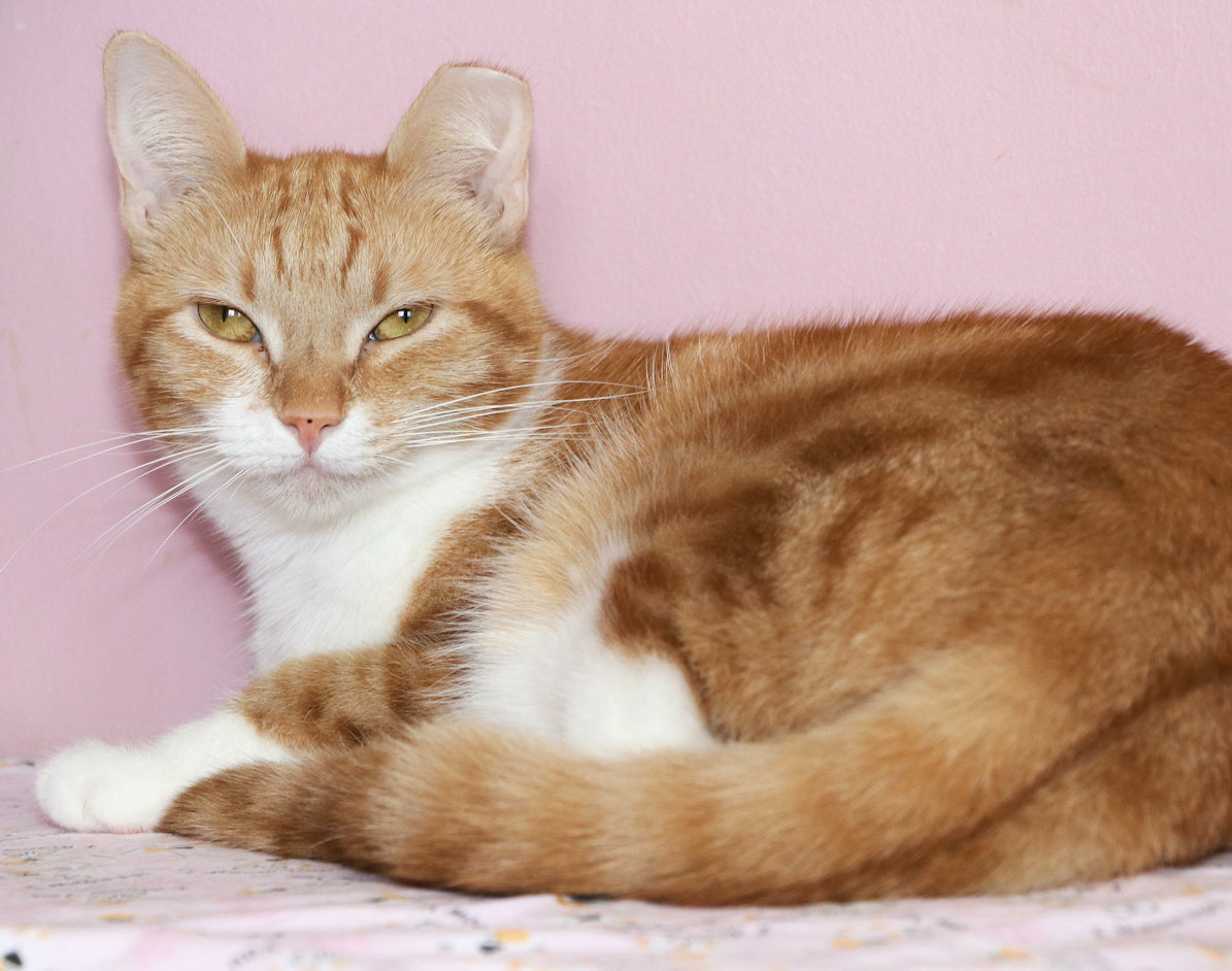 Enlarge Champagne, a Adoptable Domestic Short Hair in Cincinnati, OH image 2/2