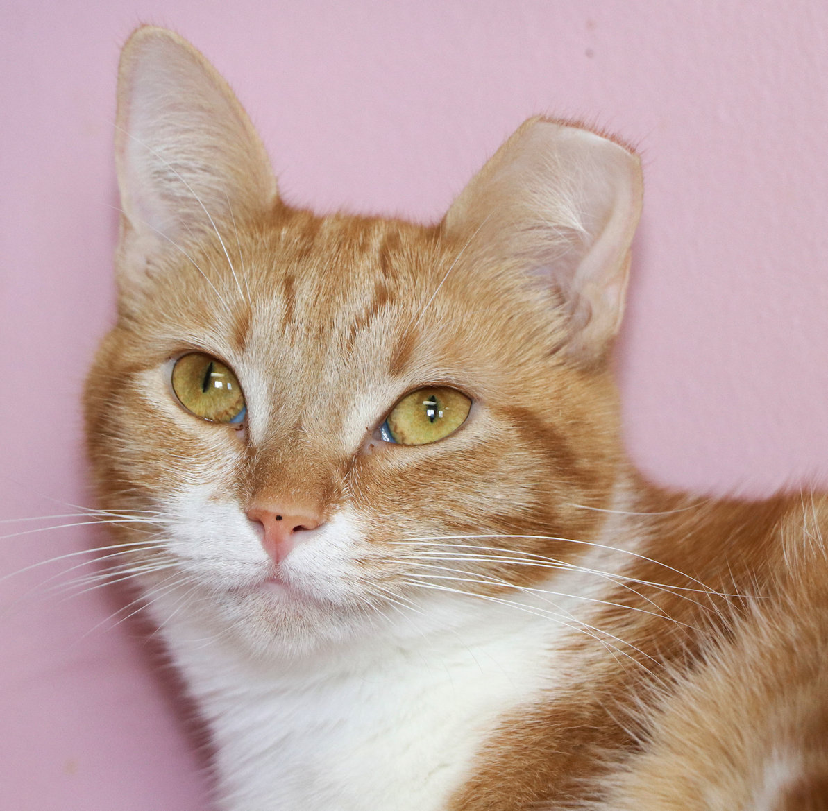 Enlarge Champagne, a Adoptable Domestic Short Hair in Cincinnati, OH image 1/2