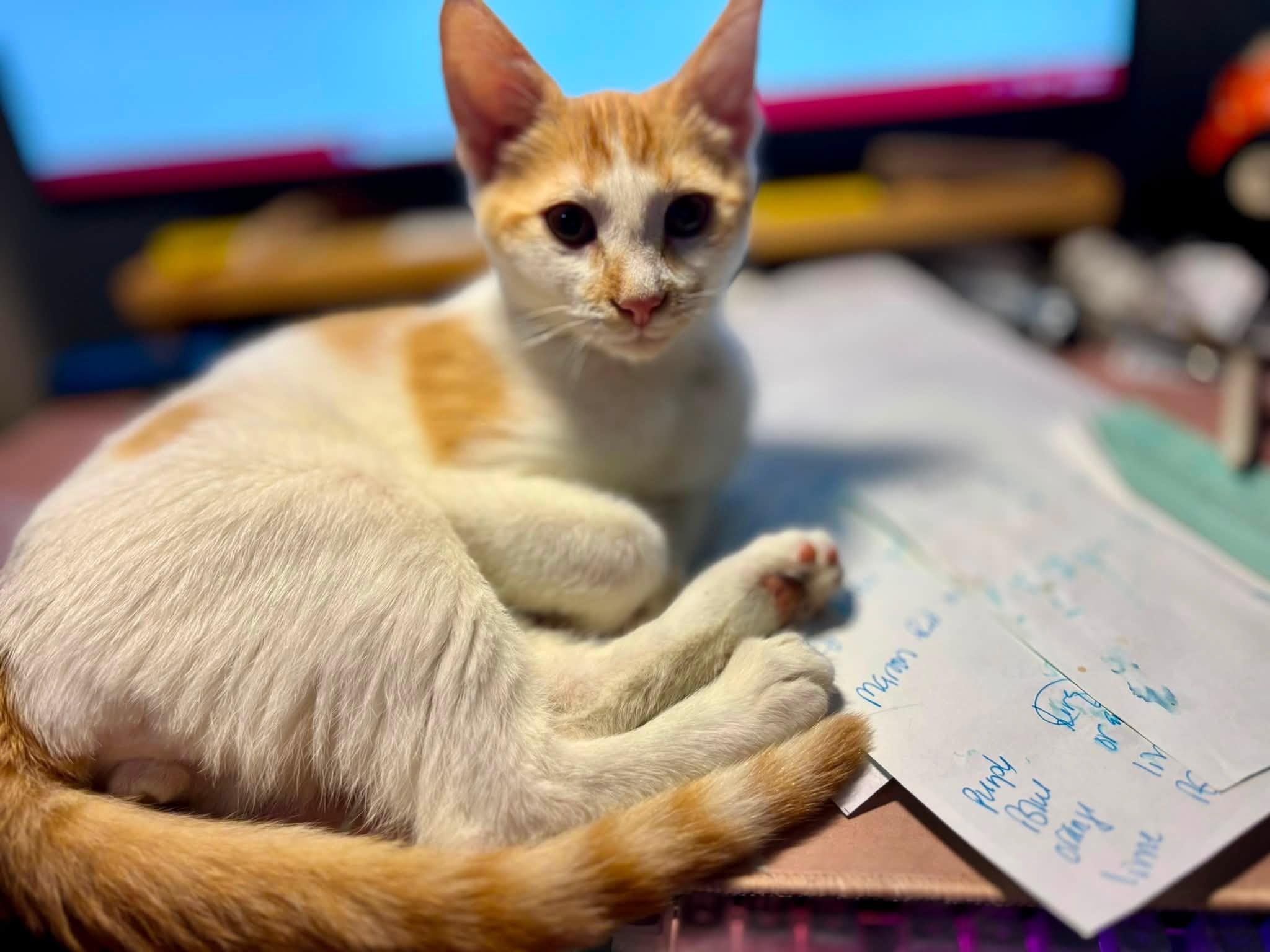 Enlarge Henry, a Adoptable Domestic Short Hair in Greensboro, NC image 1/6