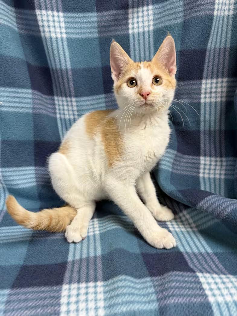 Enlarge Henry, a Adoptable Domestic Short Hair in Greensboro, NC image 6/6
