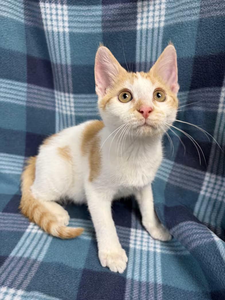 Enlarge Henry, a Adoptable Domestic Short Hair in Greensboro, NC image 5/6