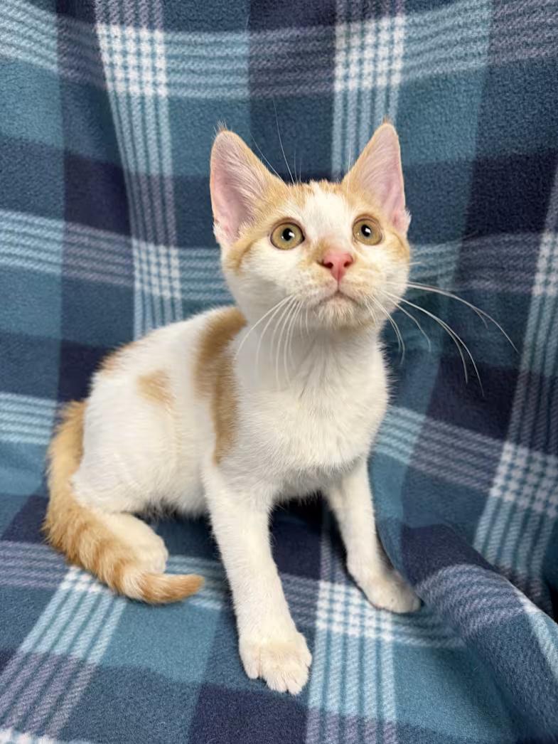 Enlarge Henry, a Adoptable Domestic Short Hair in Greensboro, NC image 4/6