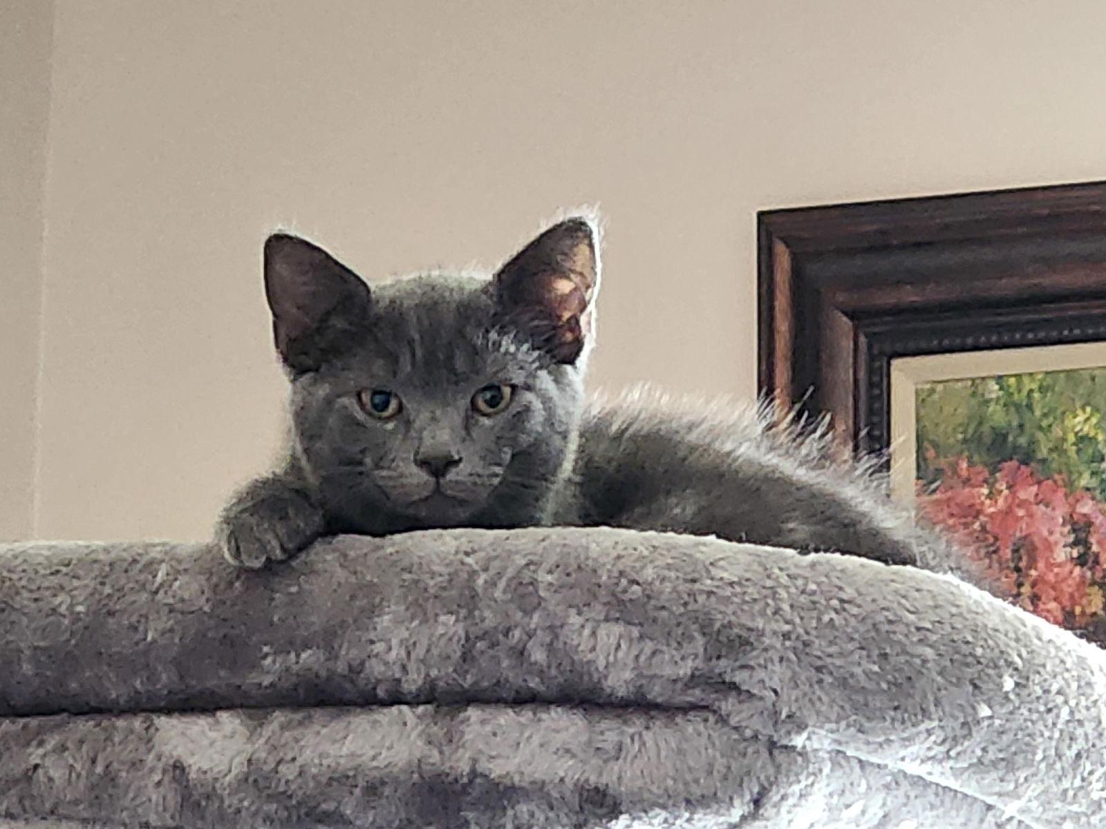 Lizzy, Adopted, Kitten Female Russian Blue & Domestic Long Hair.