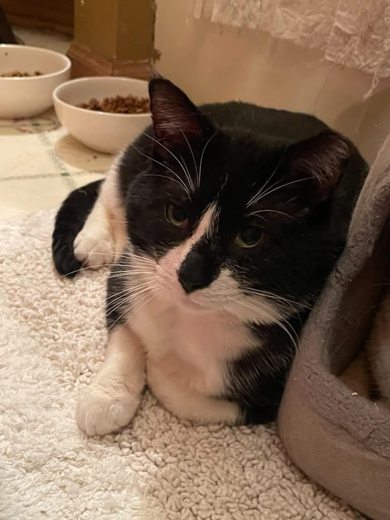 Enlarge Sylvester, a Adoptable Domestic Short Hair in Zimmerman, MN image 1/2