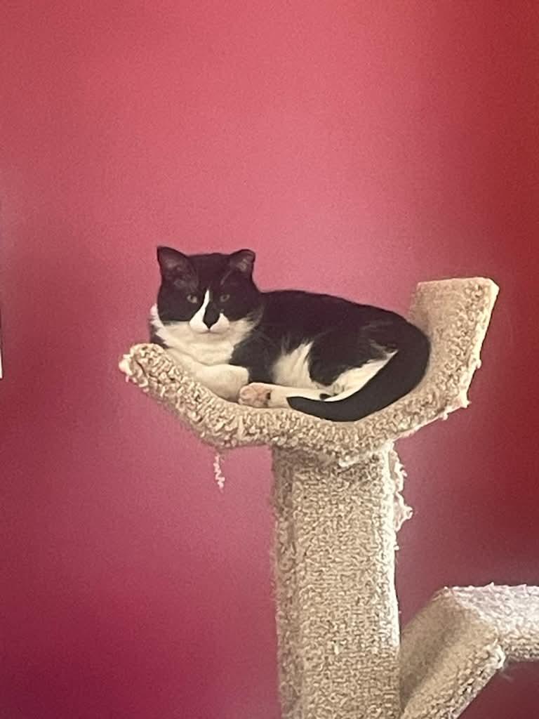 Enlarge Sylvester, a Adoptable Domestic Short Hair in Zimmerman, MN image 2/2