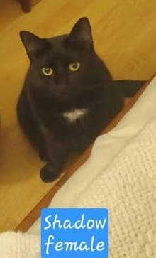 Shadow, Adoptable, Adult Female Domestic Medium Hair.