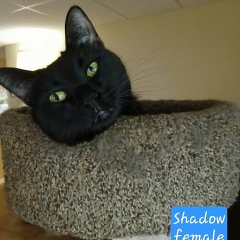 Enlarge Shadow, a Adoptable Domestic Medium Hair in Hopkinton, MA image 2/3