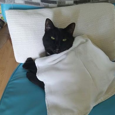 Enlarge Shadow, a Adoptable Domestic Medium Hair in Hopkinton, MA image 3/3