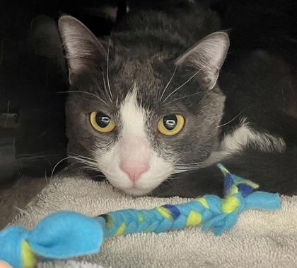 Forehead — thumbnail 2