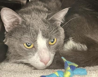 Forehead — thumbnail 3