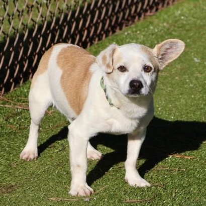 Sid, an adopted Mixed Breed in Athens, GA image 2/3