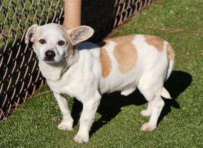 Sid, an adopted Mixed Breed in Athens, GA image 3/3