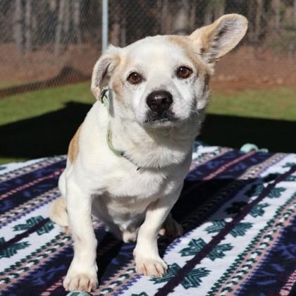 Sid, adopted, Adult Male Mixed Breed.