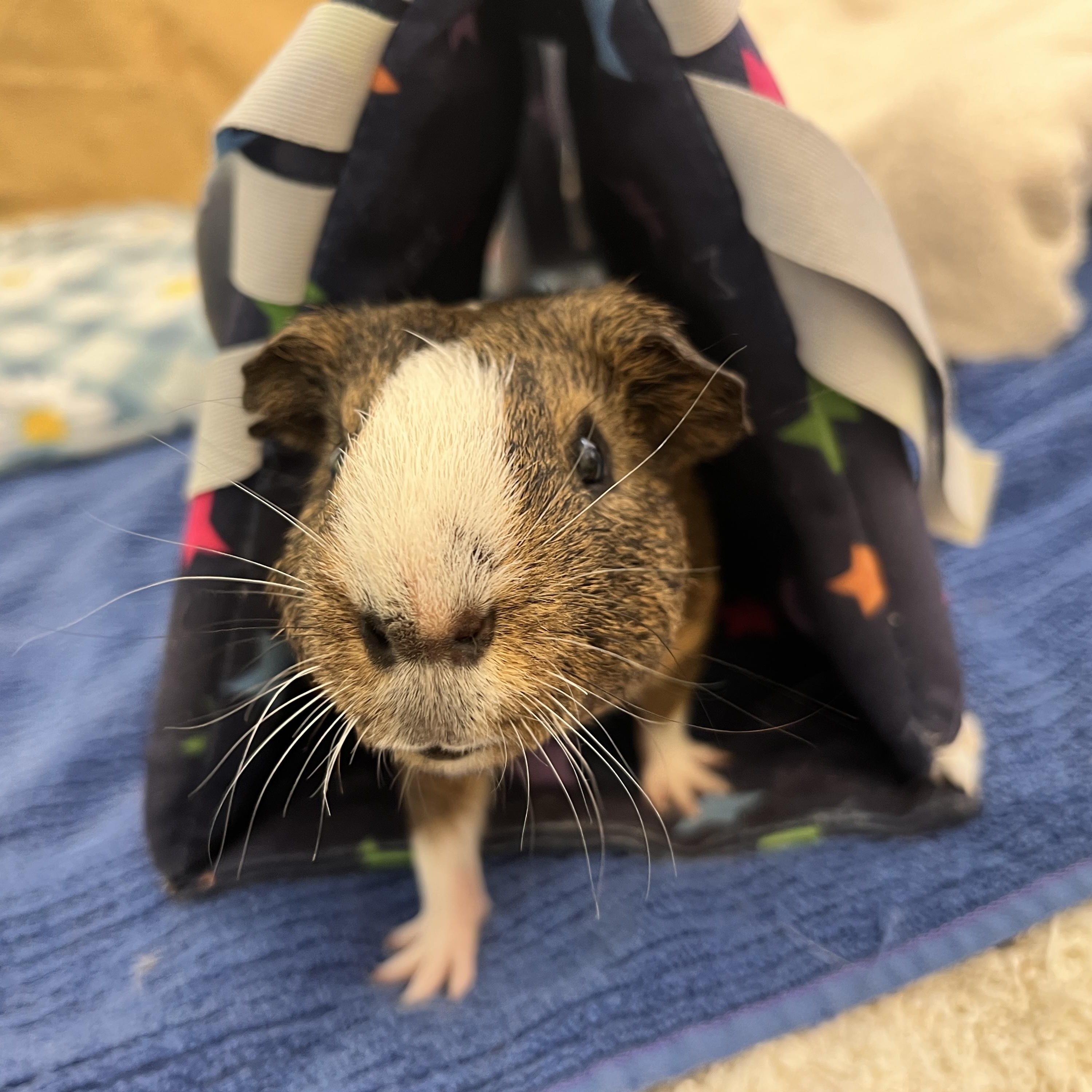 Chunk, a ADOPTABLE Guinea Pig in Oakland, CA image 4/6