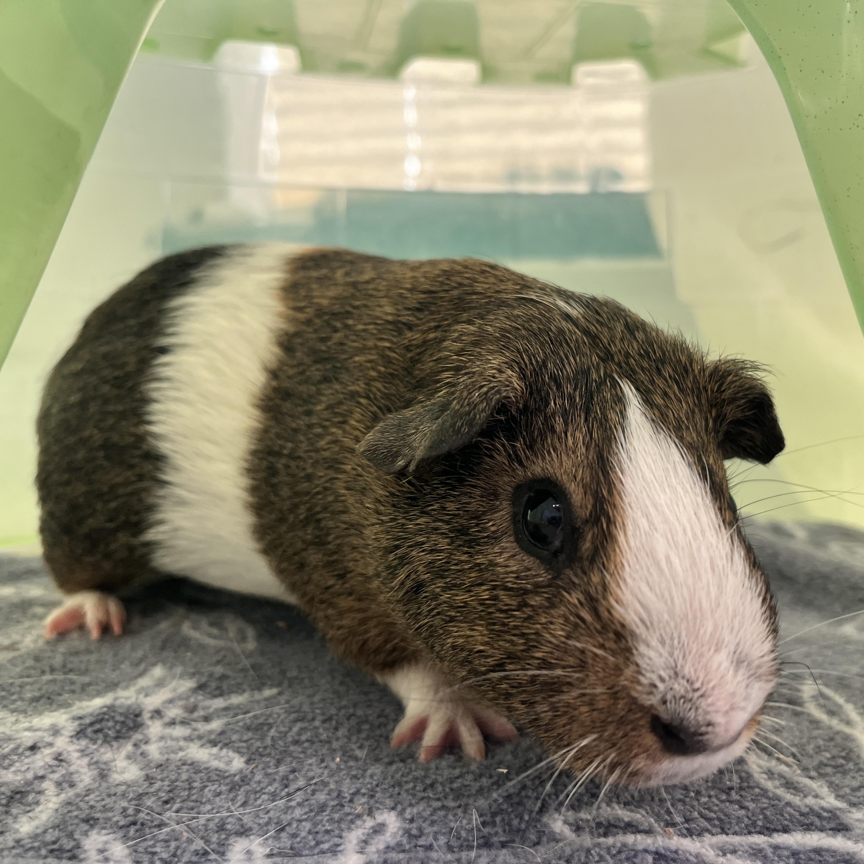 Chunk, a ADOPTABLE Guinea Pig in Oakland, CA image 5/6