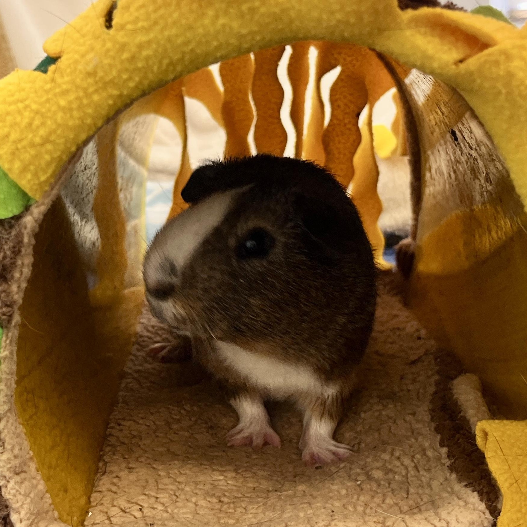 Chunk, a ADOPTABLE Guinea Pig in Oakland, CA image 6/6