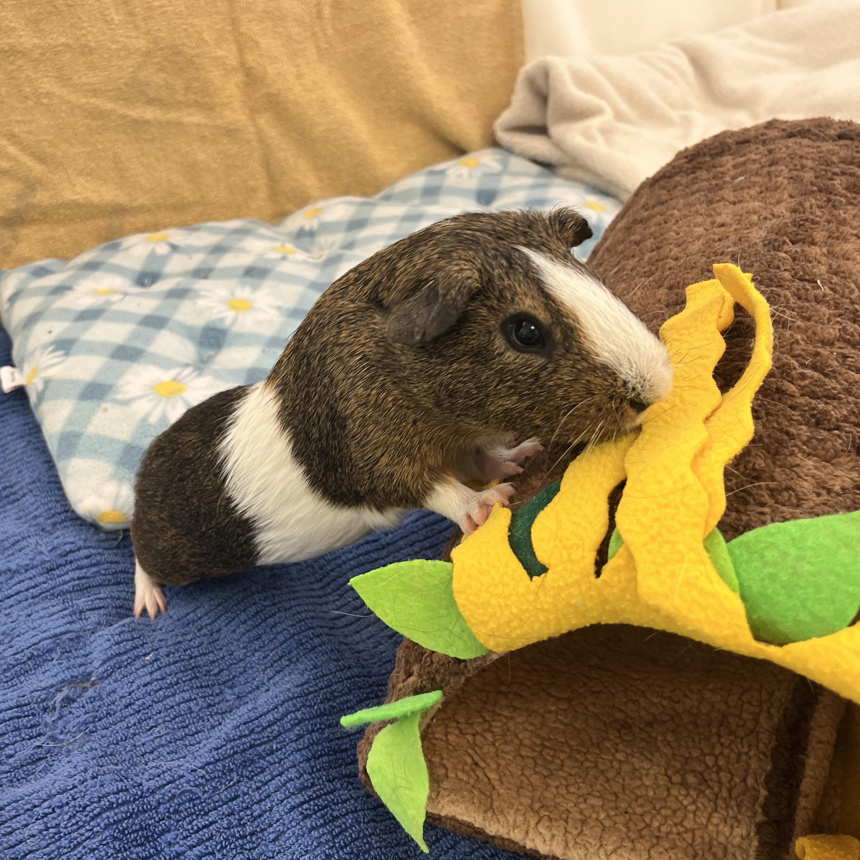 Chunk, a ADOPTABLE Guinea Pig in Oakland, CA image 3/6