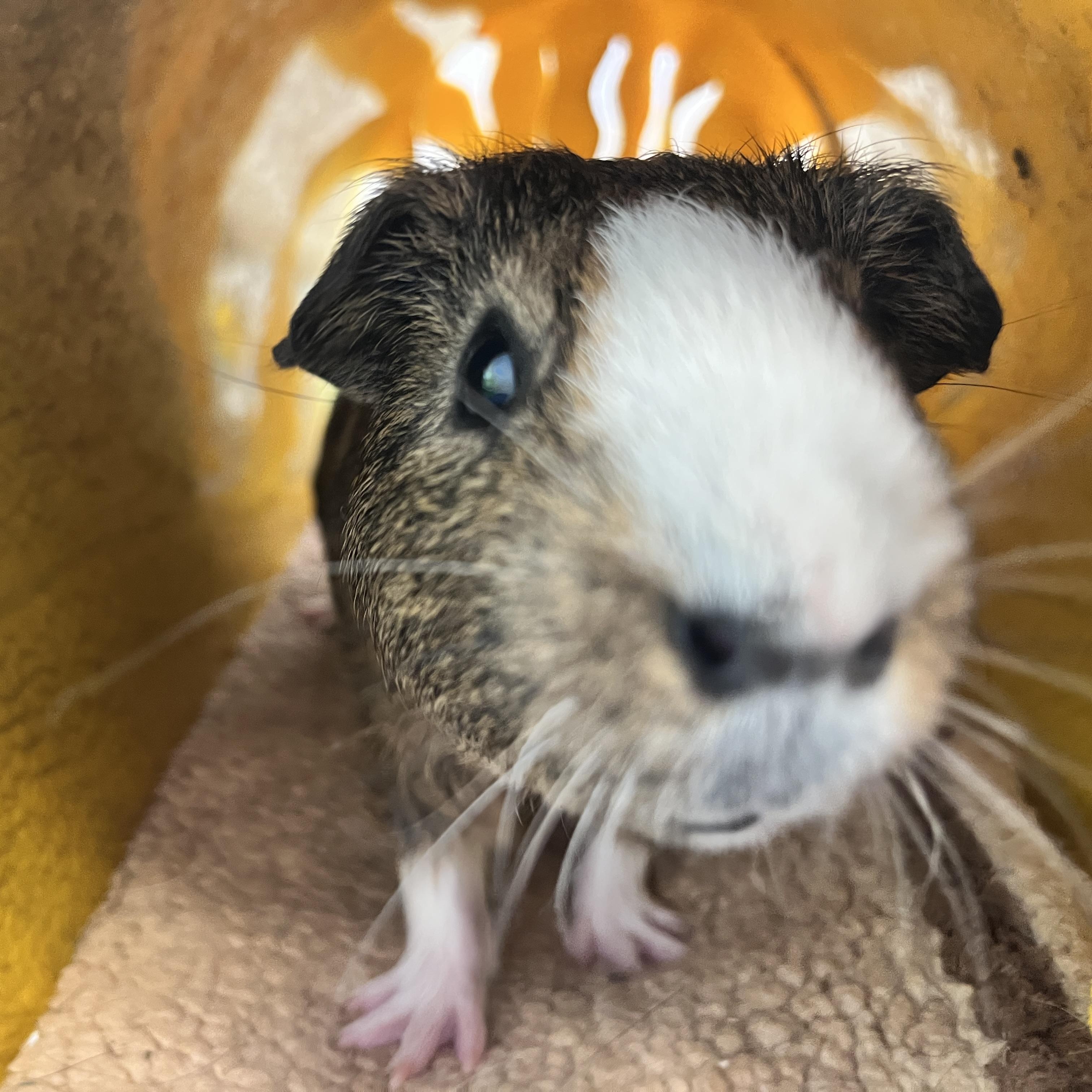 Chunk, ADOPTABLE, Young Male Guinea Pig.