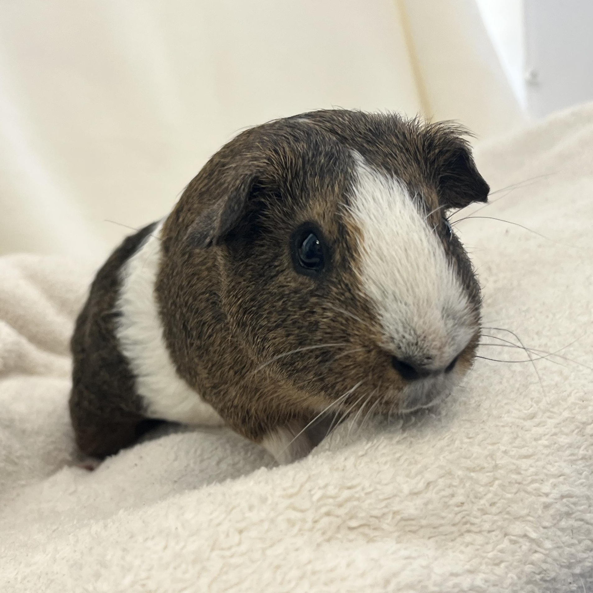 Chunk, a ADOPTABLE Guinea Pig in Oakland, CA image 2/6