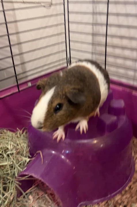 Enlarge Chunk, a ADOPTABLE Guinea Pig in Oakland, CA video 6/6