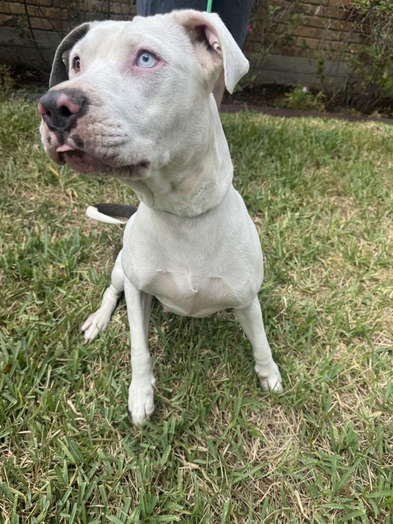 Gale, Adoptable, Adult Female American Staffordshire Terrier.