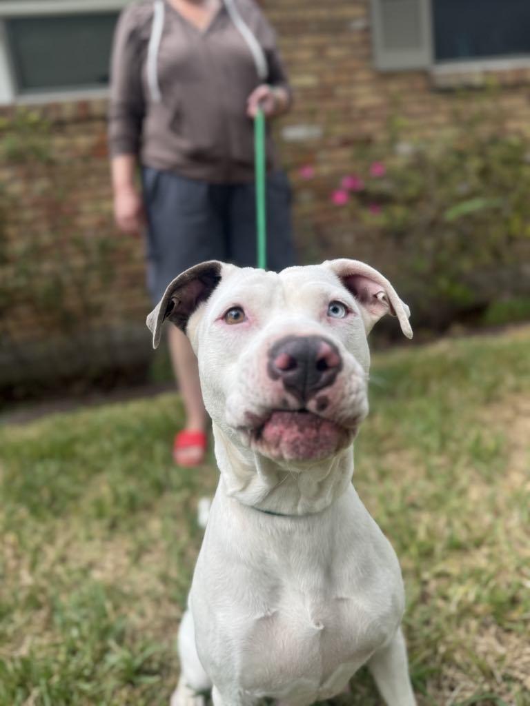 Enlarge Gale, a Adoptable mixed breed in Nampa, ID image 2/6