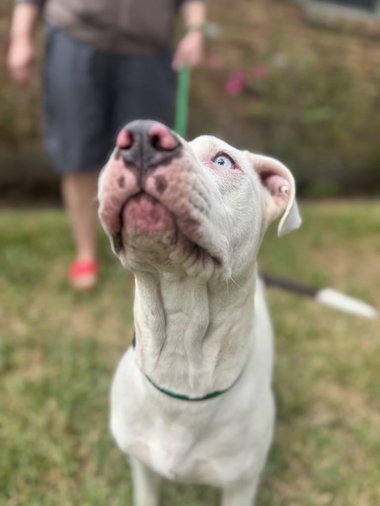Enlarge Gale, a Adoptable mixed breed in Nampa, ID image 4/6