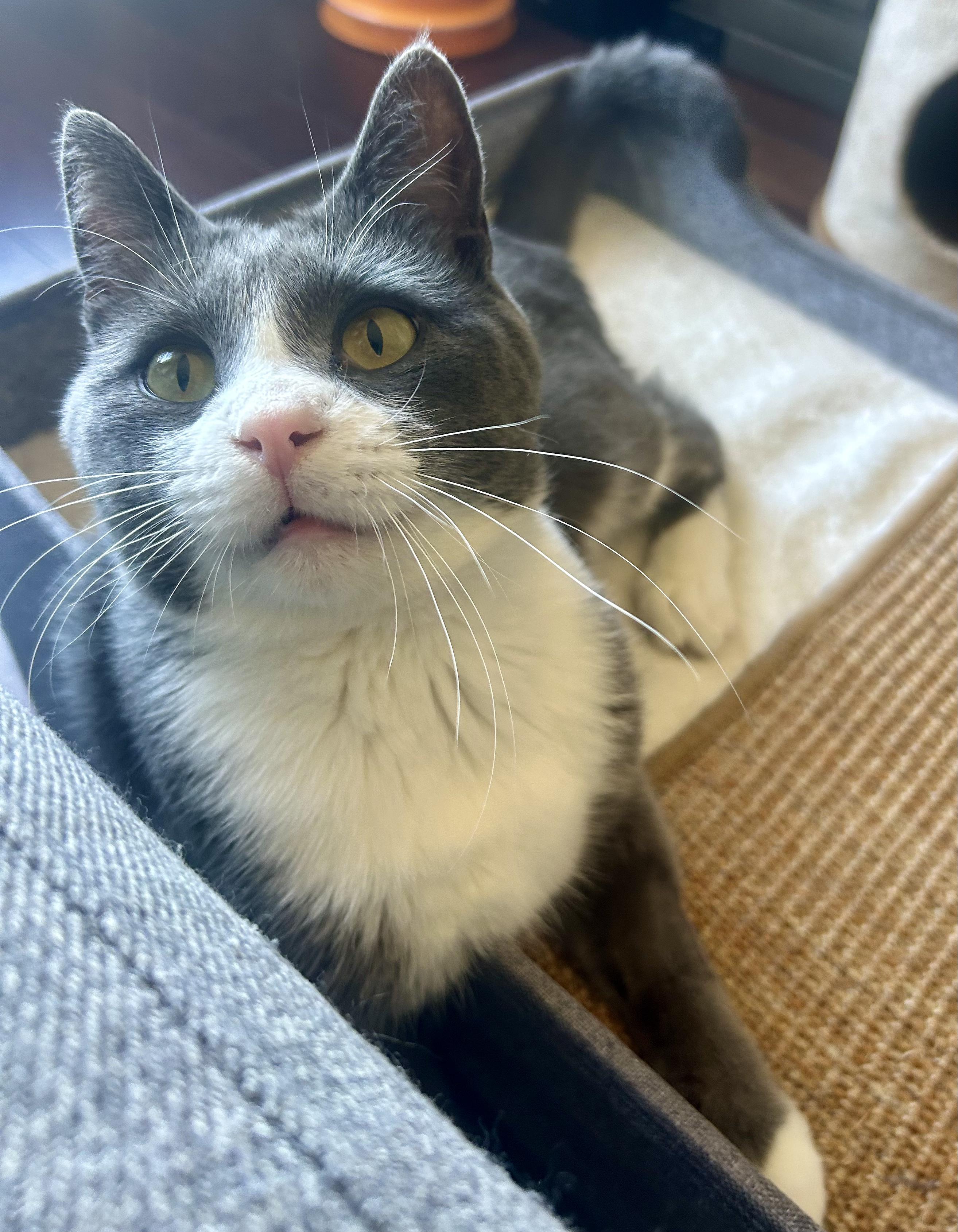 Enlarge Pom Pom, a Adoptable Domestic Short Hair in Etobicoke, ON image 5/5