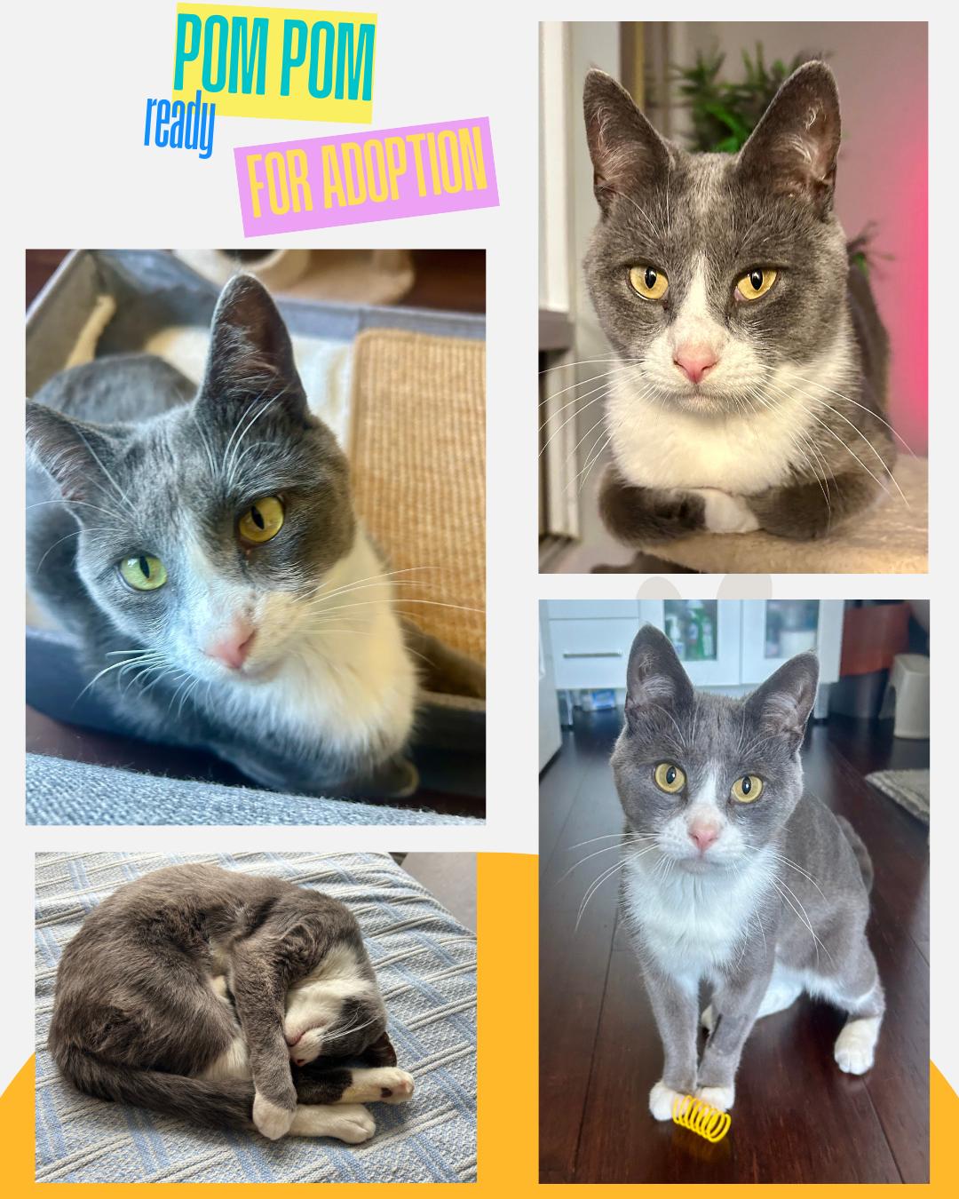 Enlarge Pom Pom, a Adoptable Domestic Short Hair in Etobicoke, ON image 1/5